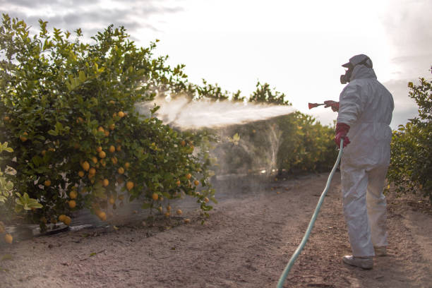 Best Wasp Removal Services  in Burley, ID